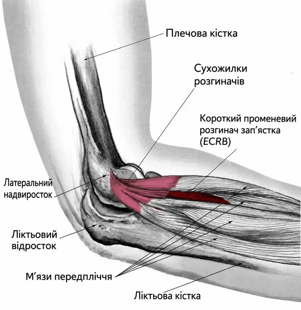 Анатомія зовнішньої поверхні ліктя з українськими підписами